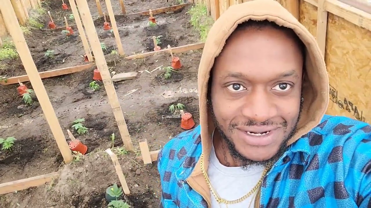 2022 Greenhouse cannabis grow: straight into the ground/19 different strain