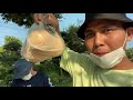 Musim buah vlog beli buah pir langsung di petani dapat #bonus