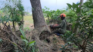 Cut Down 2 Rain Tree on the Rice Field!