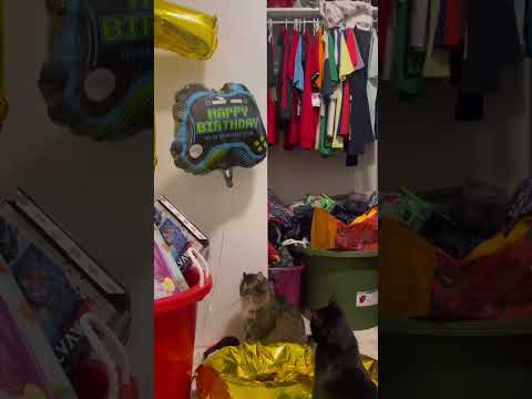 Our cat loves birthdays😂🥳#fyp