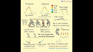 Biped Walk Cycle Tutorial - Animation Tutorial- CORRECTED #animation #animationmeme #art