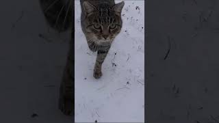 Кот дрифтун / Driftoon cat