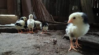 Chickens in Cages, Colorful Chickens, Rainbow Chickens, Rainbow Chickens #6