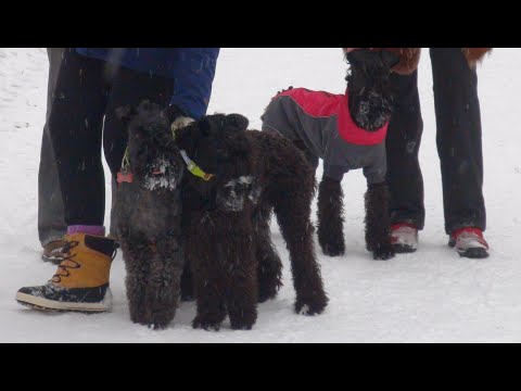 Video: Pas Pasmine Kerry Blue Terrier Hipoalergijski, Zdravlje I životni Vijek