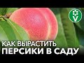 Собираю ПЕРСИКИ ВЕДРАМИ! Мои секреты выращивания персиков и нектаринов