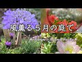 《風薫る５月の庭で》ガーデニング～外出自粛で始めた事My home garden in May