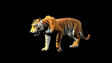 Tiger Walk Cycle