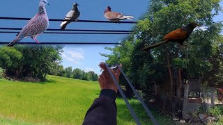 Slingshot and Bird Hunting.