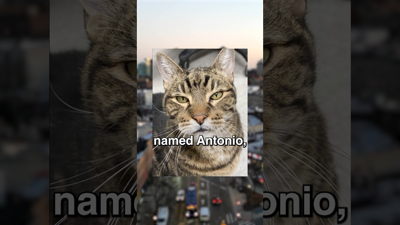 Bodega Cat Stolen in Queens!