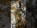 Quiet Stream Flowing Over Stone | Raw Natural Water Sound #quietstream#wateroverstone#ambientwater