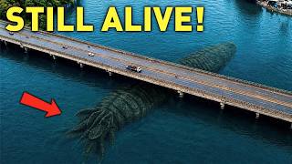 Georgia River Monster Spotted Again After Hundreds of Years
