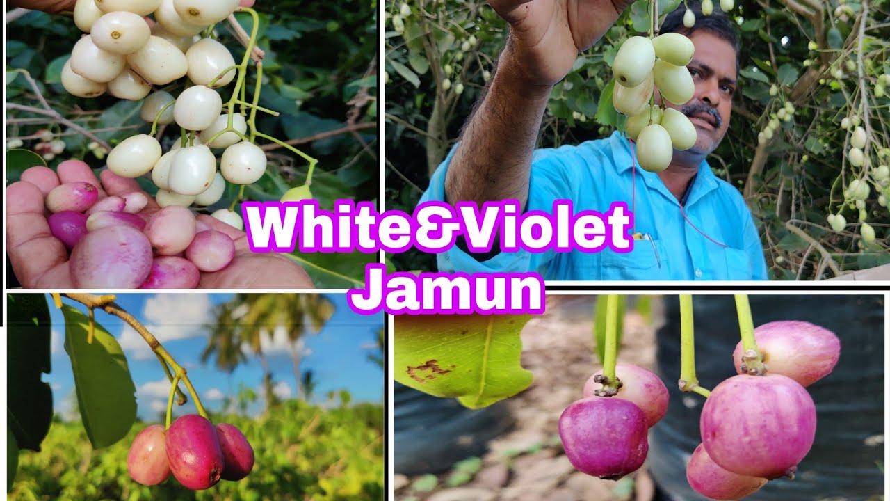 White Jamun Latest Vareity Jamun Saptagiri Nursery YouTube