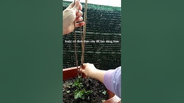 cúc cổ Sơn la,cúc tiểu thư. Tách mầm gốc tỉa nhánh tạo dáng tree,bấm ngọn.