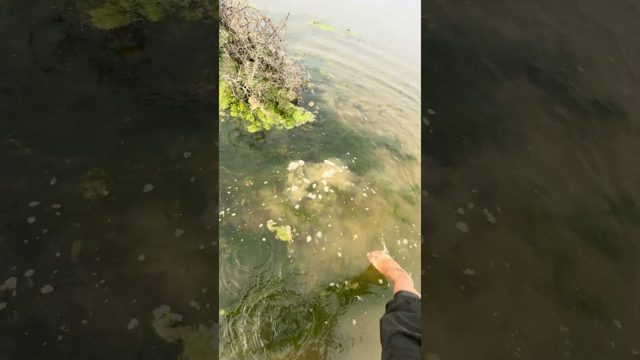 smoothnes Water jbl essential flip 2 Sound Testing