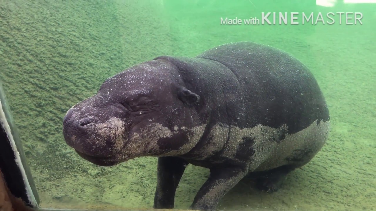 MY DUBAI SAFARI ZOO BEAUTIFUL TOUR YouTube