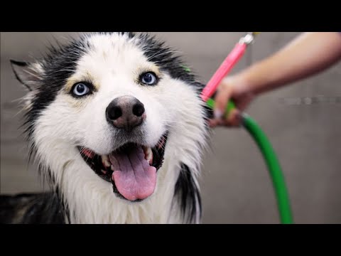 วีดีโอ: Huskies ปฏิบัติต่อสุนัขชนิดใหม่สุดอินเทรนด์