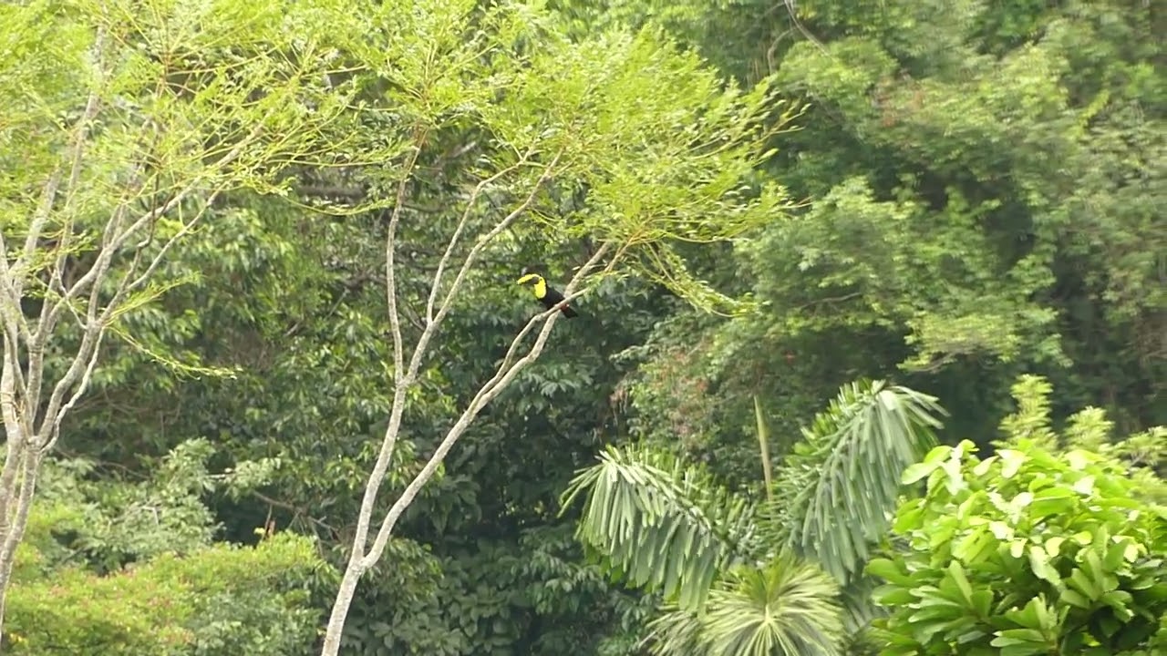 singing yellow throated Toucan