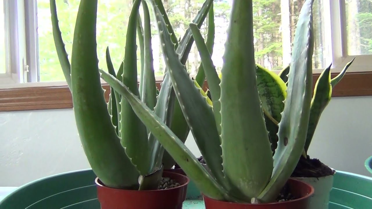 Douglas Island, Juneau Alaska