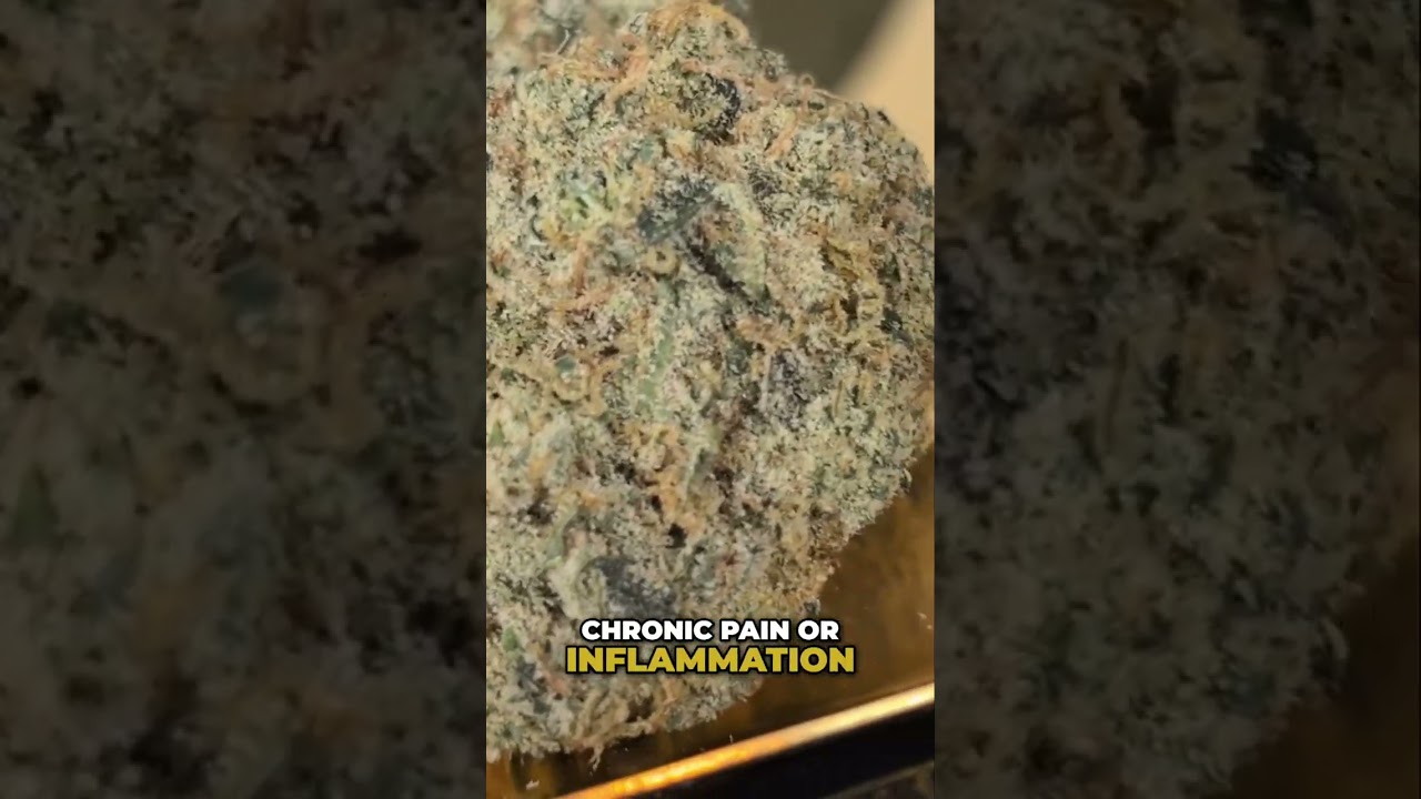 Unlock Relief: Cannabis Strain for Stress, Pain, & Focus!