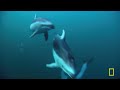 Orcas vs Great White Sharks & Humpback Whales | Whale MEGA Episode Special | Nat Geo Animals