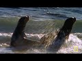 Orcas vs Great White Sharks & Humpback Whales | Whale MEGA Episode Special | Nat Geo Animals