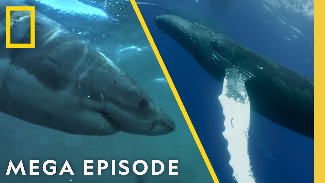 Orcas vs Great White Sharks & Humpback Whales | Whale MEGA Episode Special | Nat Geo…