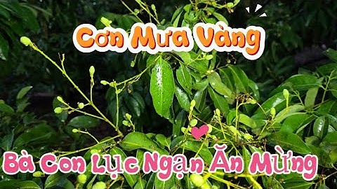 CƠN MƯA VÀNG - BÀ CON LỤC NGẠN CHỜ MÃI - VẢI THIỀU NGẠN CÓ HI VỌNG I NÚI ĐỒI LỤC NGẠN