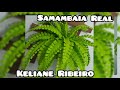 Samambaia Real em eva por Keliane Ribeiro 🌿