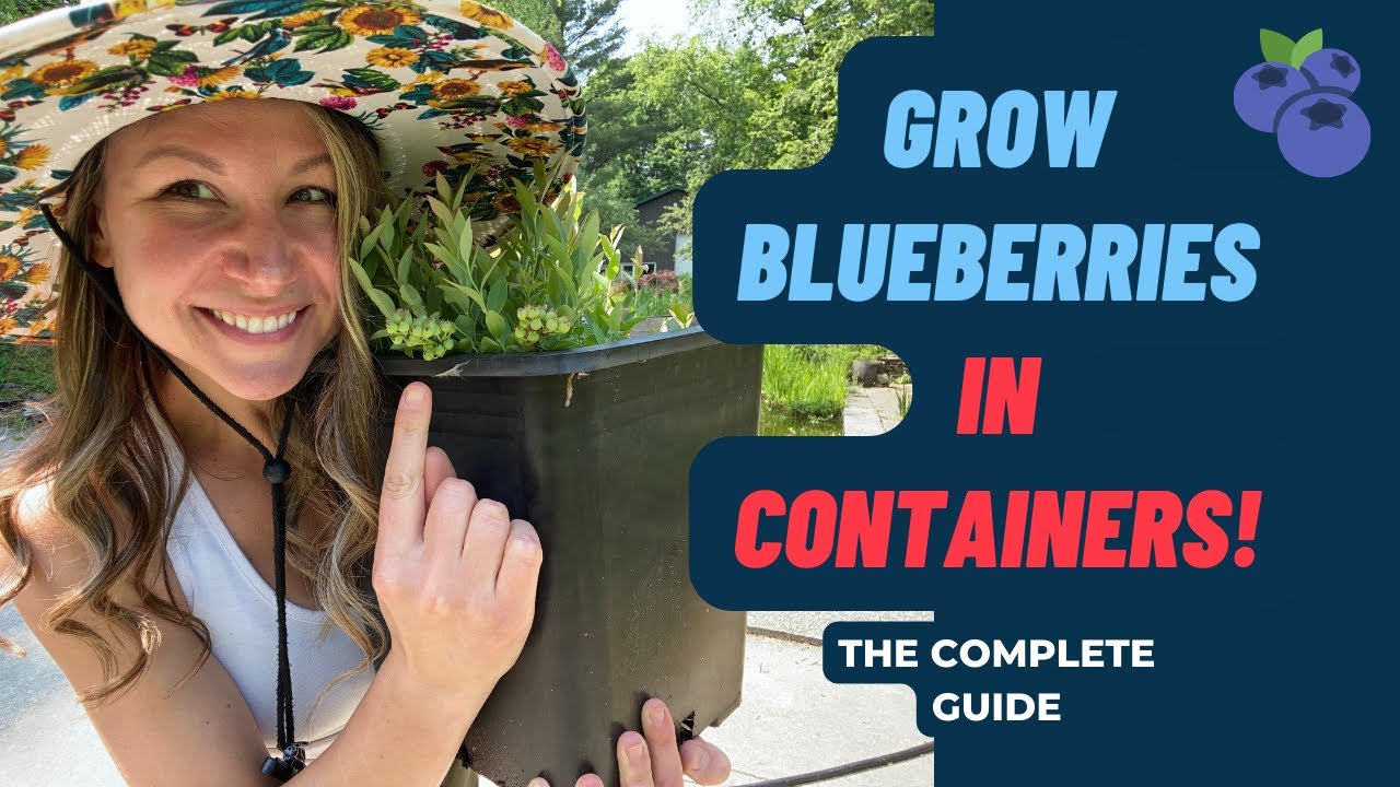 Growing Blueberries In Containers The Complete Guide YouTube