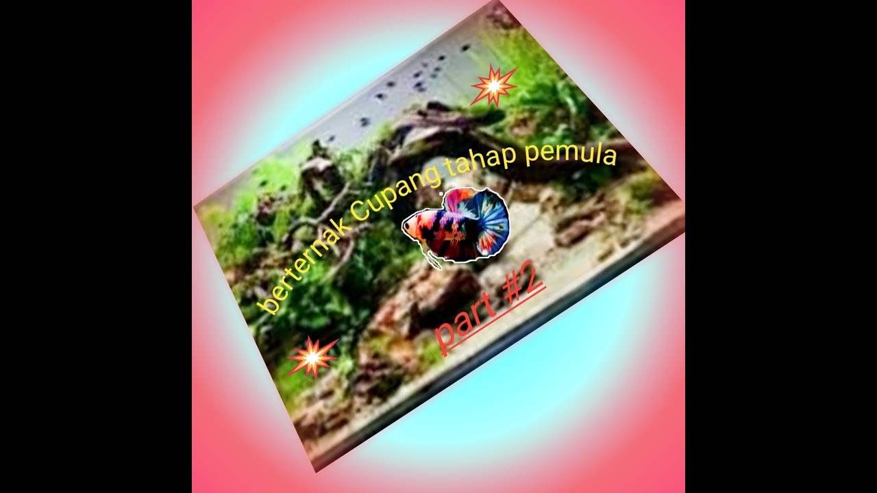 Berternak Cupang tahap pemula bagian 2 