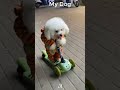 My Friends Dog vs My Dog🐶🤣61