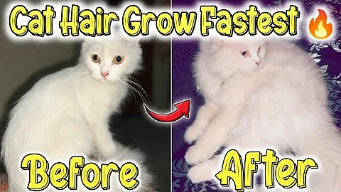 Watch the video about How To Grow Persian Cat Hair Faster 😱Best food for Cat hair growth🤔Stop Persian Cat hairfall Problem