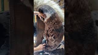 Fiber Rolling Off a Llama