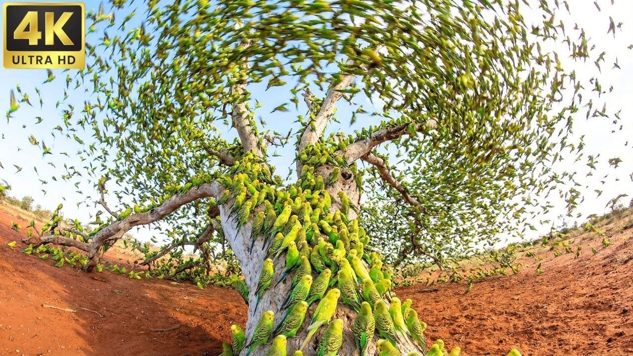 Romantic Nature: Birds Kissing and Loving Moments | 4K Relaxing Video