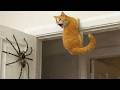 Funniest Cats & Dogs Videos😼🐶Best Animals Compilation 2026😜