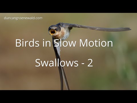 Birds In Slow Motion Swallows and Bugs Galore! 4K - YouTube
