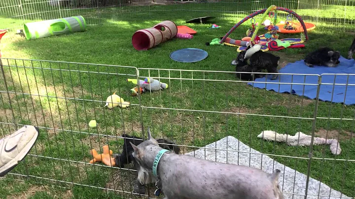Busy puppies