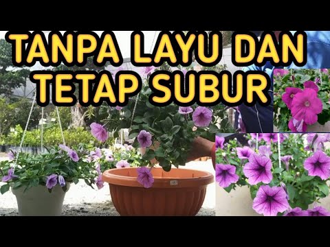 Video: Pasu Besar Kolyvan: Ratu Pasu Masih Mengejutkan Para Saintis - Pandangan Alternatif