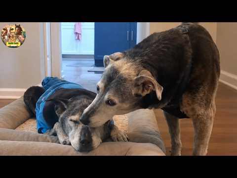 Every Morning, This Dog Does Something Special for His 14-Year-Old Best Friend