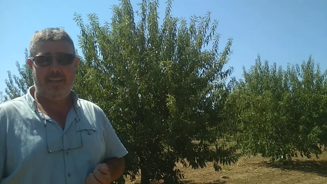 ΑΥΤΟΓΟΝΙΜΕΣ ΑΜΥΓΔΑΛΙΈΣ 3 ΕΤΩΝ