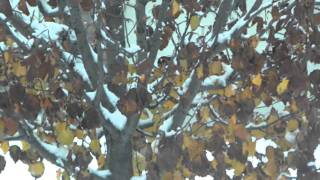 Kodak Z980 Hd Video Winter Breeze