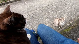 ハチワレ猫「サバシロちゃん、君も膝の上で寛げよ」