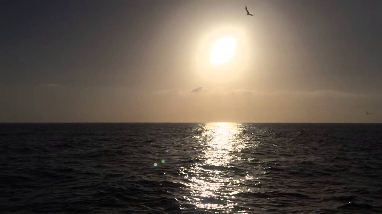 Whale Watching "Newport Beach" - YouTube