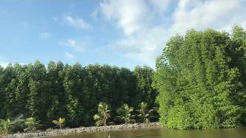 Rừng đước vùng đất Mũi Cà Mau