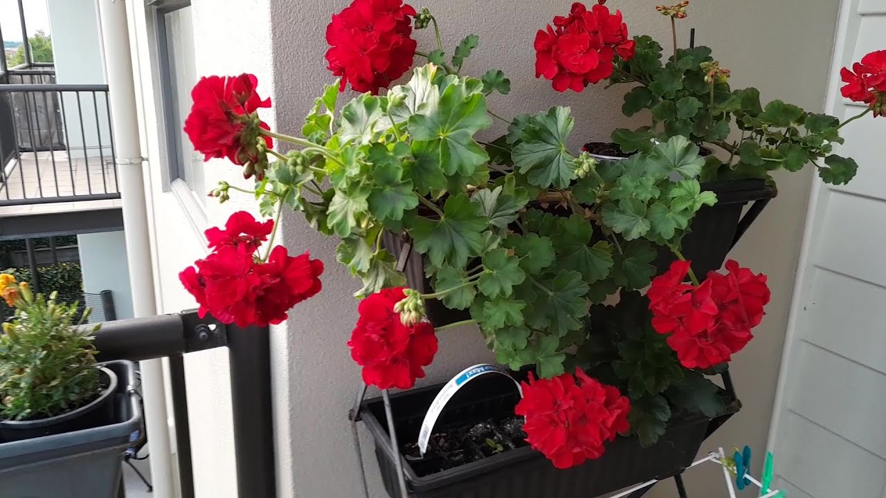 ОТПАИВАЮ НОВЫЕ ЦВЕТЫ ПОСЛЕ МАГАЗИНА