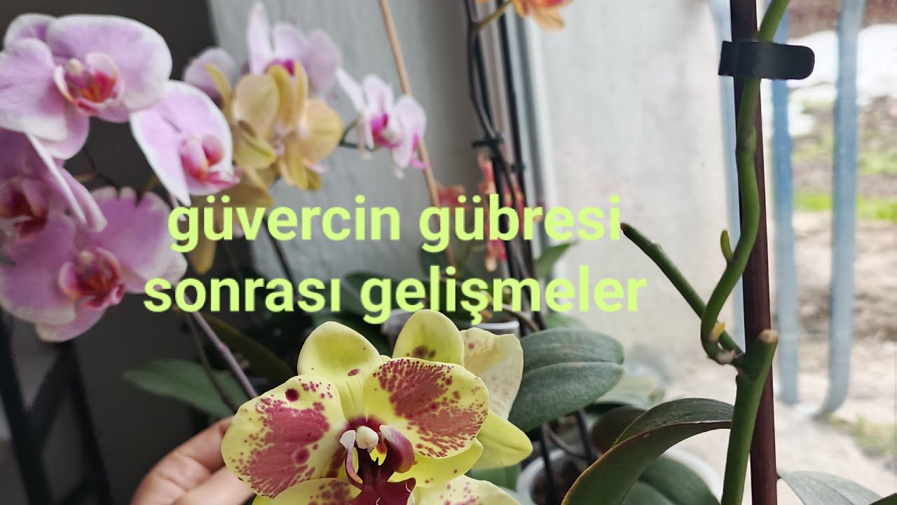 Orkidelerim gübre sonrası gelişmeye başlamış ORKİDE BAKIMI #keşfet #orkidebakımı #orchid 