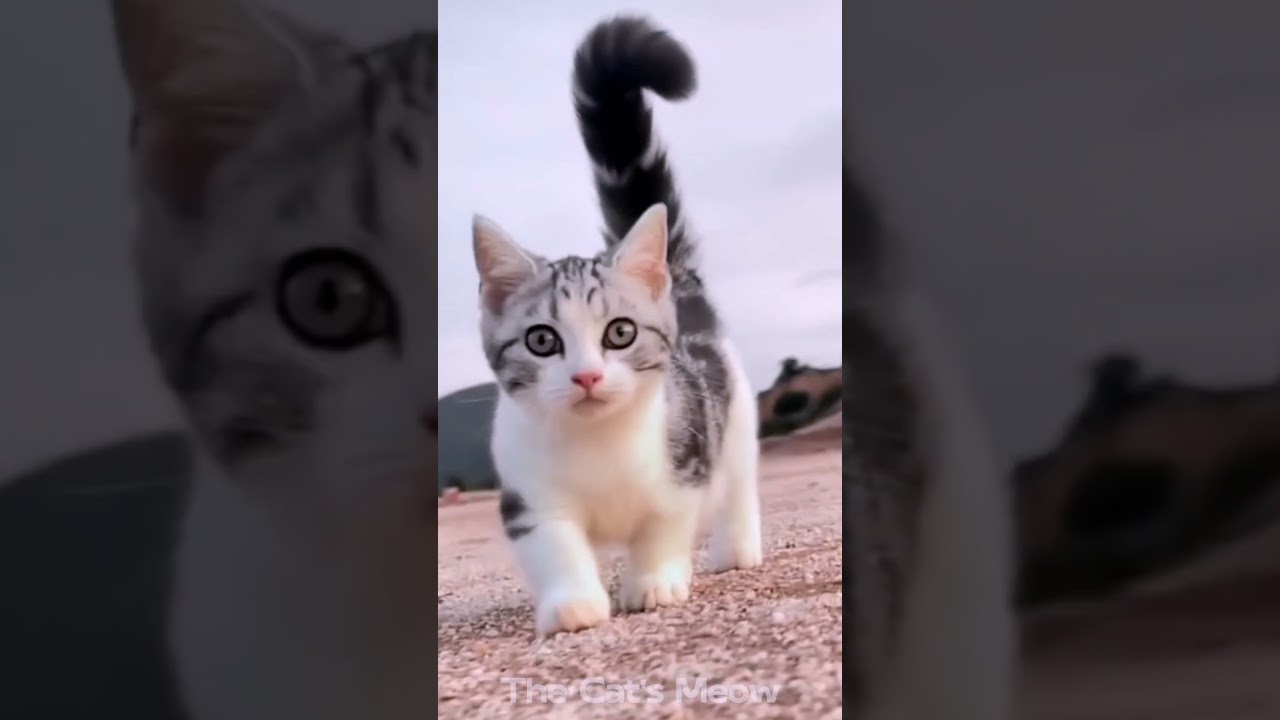 Funny Cute Cat Compilation   