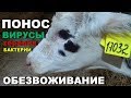 Тяжёлый понос у недельного телёнка.