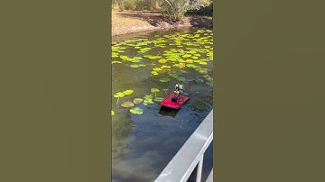 Custom RC Air Boat  water test