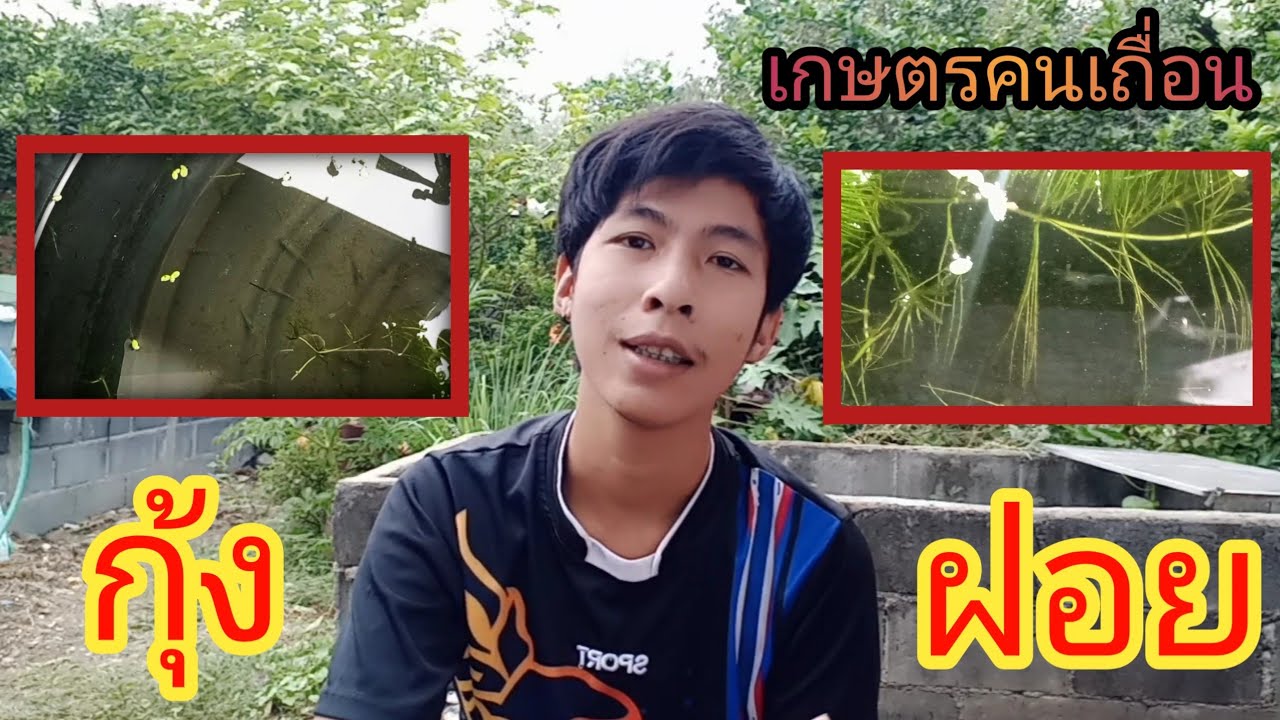 เกษตรคนเถื่อน: Ep.25 ทดลองเลี้ยงกุ้งฝอยไม่ใส่ออกซิเจน กุ้งฝอยจากเมนูกุ้งเต้น #The Attack